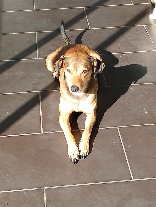 Ninja meraviglioso piccolo cagnolino cerca famiglia  Foto 4